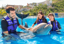 How to Plan a Dolphin Encounter Vacation Experience