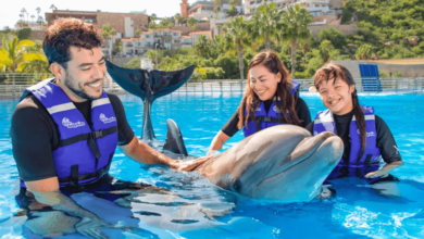 How to Plan a Dolphin Encounter Vacation Experience