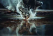 a cat drinking water