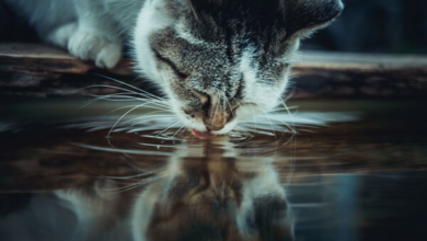 a cat drinking water