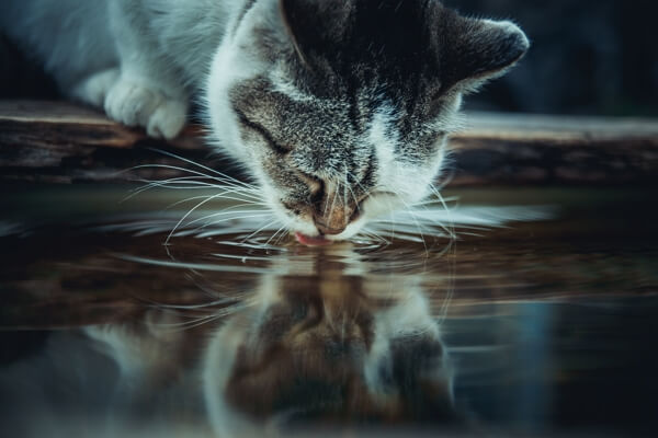 a cat drinking water
