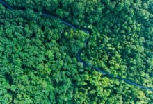 stellar growth trajectory analysis