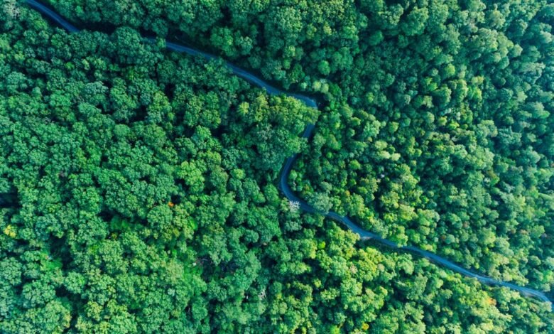 stellar growth trajectory analysis